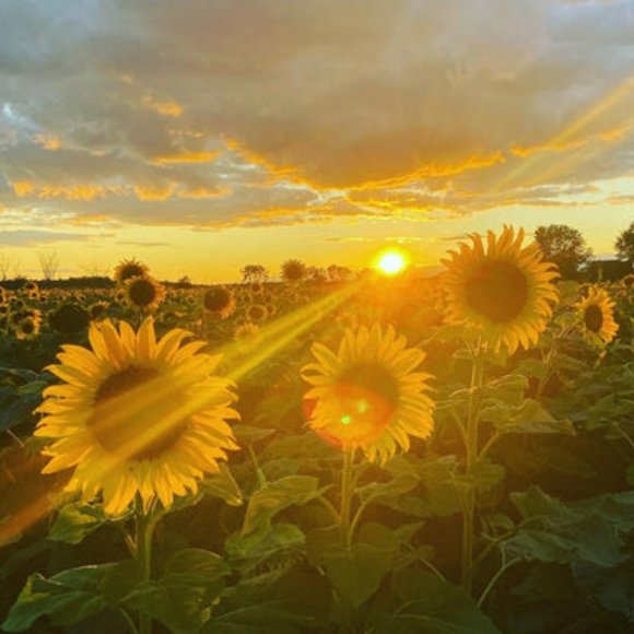 Meet the Posher - Picture 1 of 1